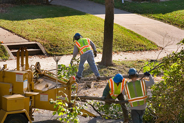 Tree and Shrub Care in Bayou Lourse, LA