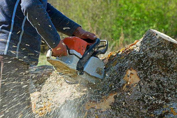 How Our Tree Care Process Works  in  Bayou Lourse, LA